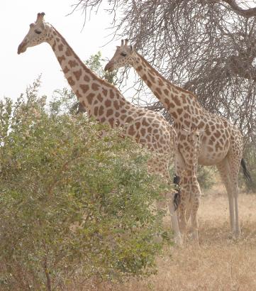 Giraffes in Niger