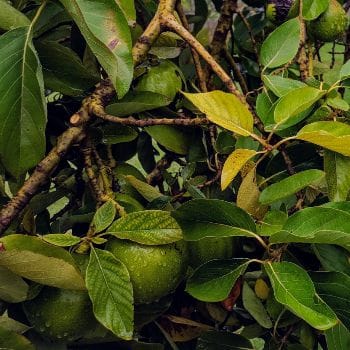 hh_avocados.jpg